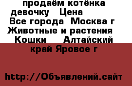 продаём котёнка девочку › Цена ­ 6 500 - Все города, Москва г. Животные и растения » Кошки   . Алтайский край,Яровое г.